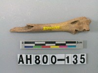 藏品(獸骨殘骸)的圖片